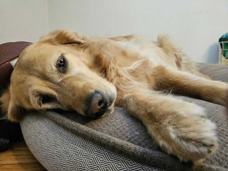 douleurs-articulaires-chien-senior.jpg