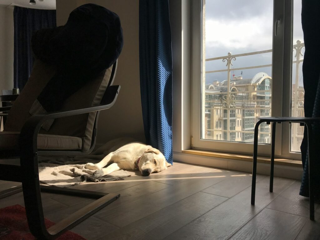 Chien senior allongé sur un tapis à la maison pour plus de confort et de repos