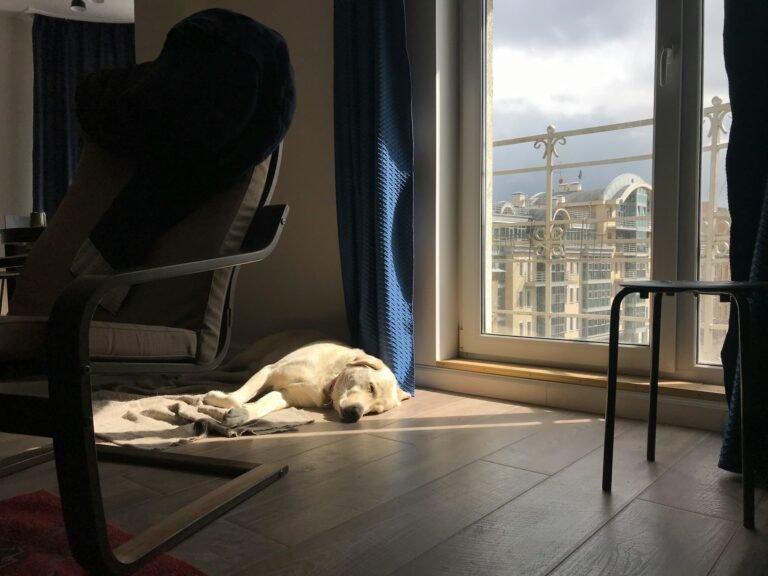 Chien senior allongé sur un tapis à la maison pour plus de confort et de repos