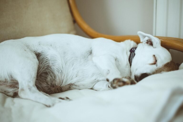 💤 Troubles du sommeil chez le chien senior : causes, signes et solutions