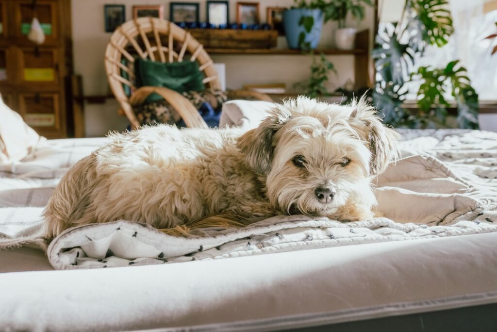 chien senior allongé confortablement – arthrose et douleurs articulaires