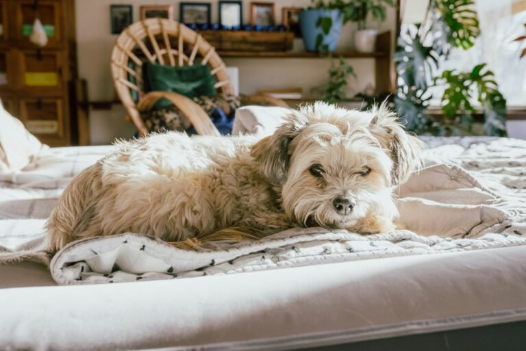 chien senior allongé confortablement – arthrose et douleurs articulaires