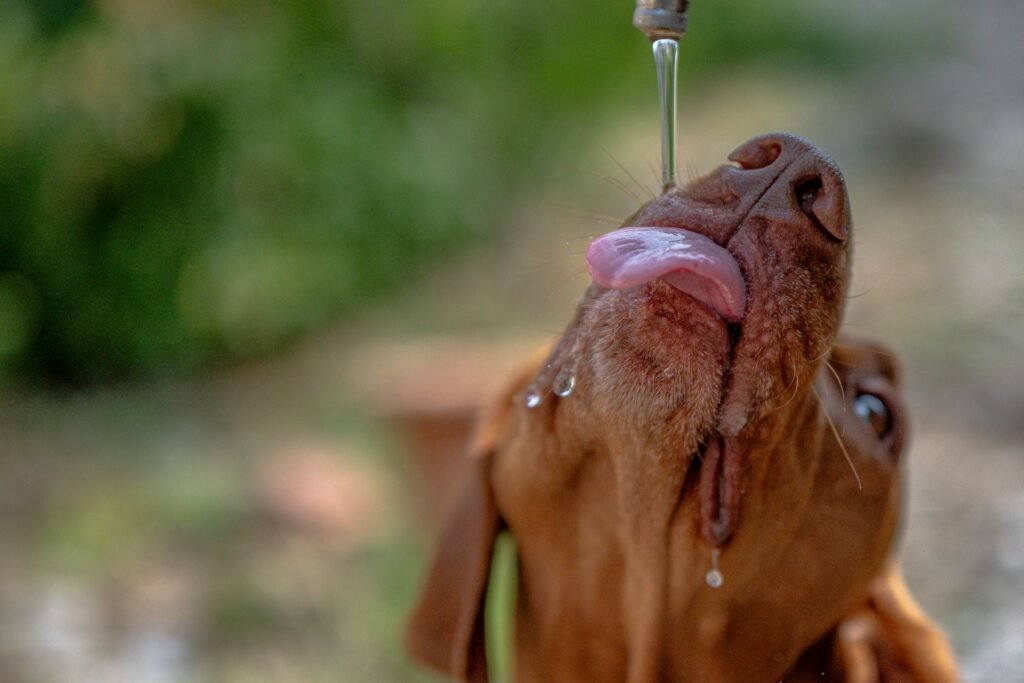 Chien senior qui boit de l’eau pour rester bien hydraté et préserver la santé de ses reins