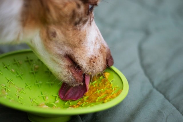 chien mangeant dans une gamelle alimentation chien senior