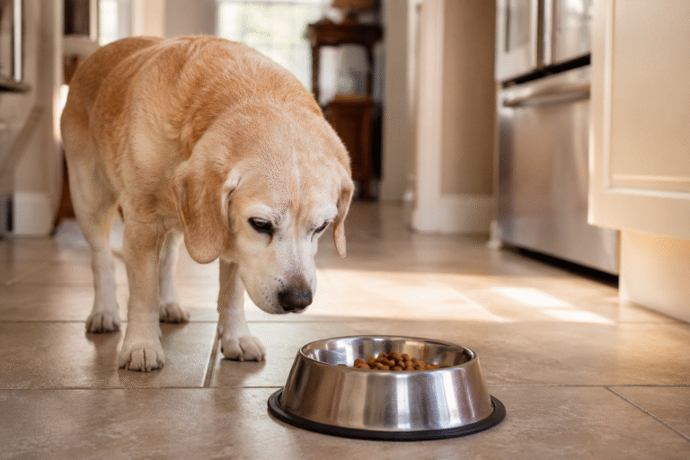 Chien senior regardant sa gamelle sans manger dans une cuisine.