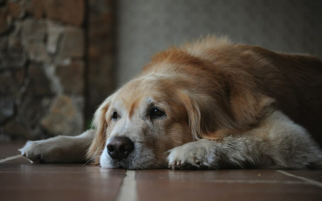 Chien senior allongé sur le sol dans une maison, illustrant un article sur les accidents urinaires chez le chien âgé.