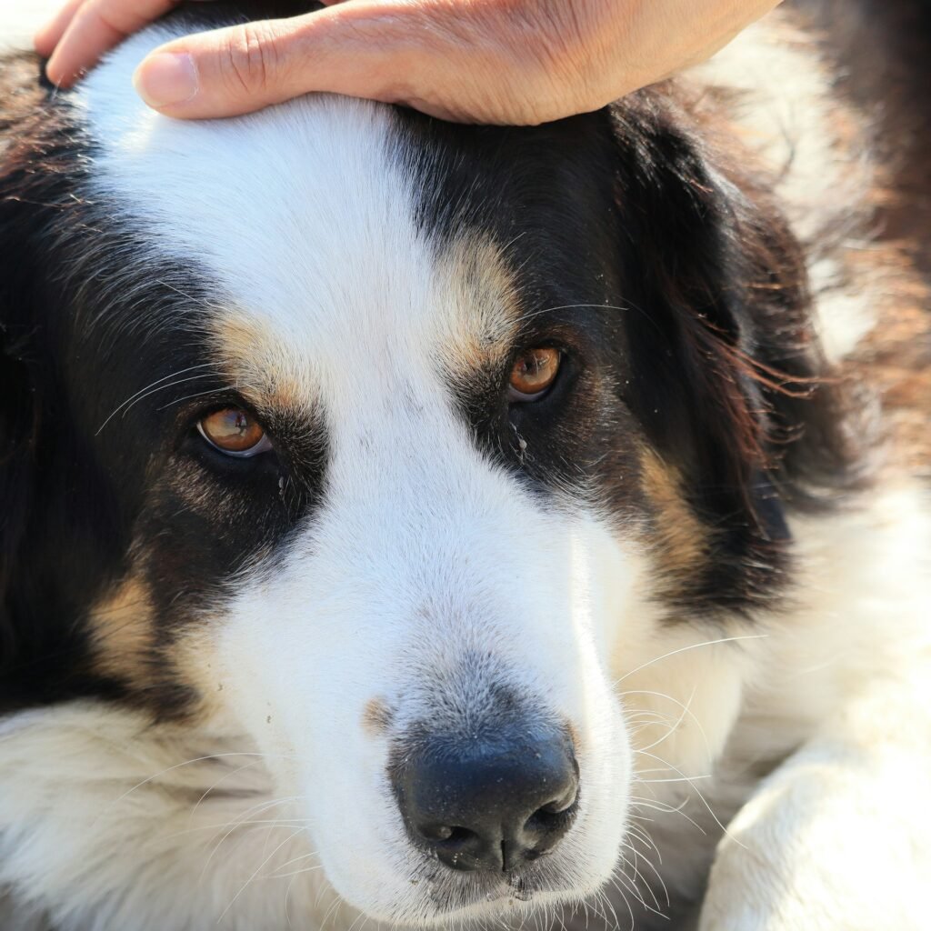 Vieux chien qui tremble et reçoit les caresses rassurantes de son propriétaire.