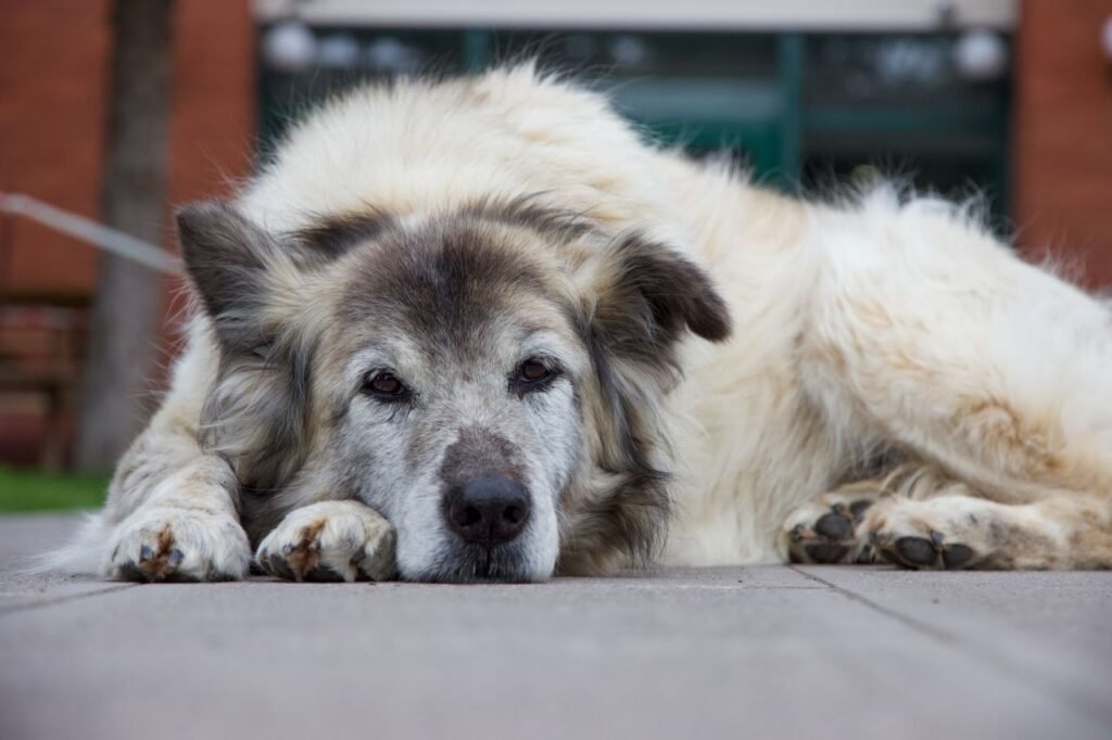 Chien senior couché ayant des difficultés à se lever