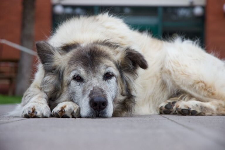 Chien senior couché ayant des difficultés à se lever