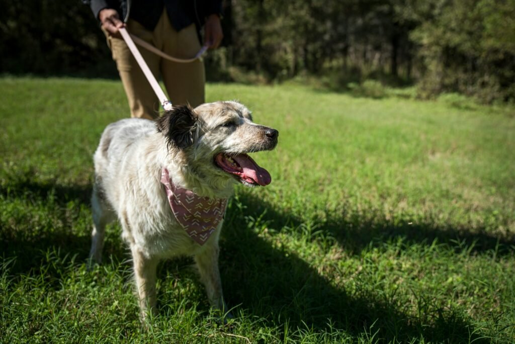 Chien senior qui ne veut plus se promener