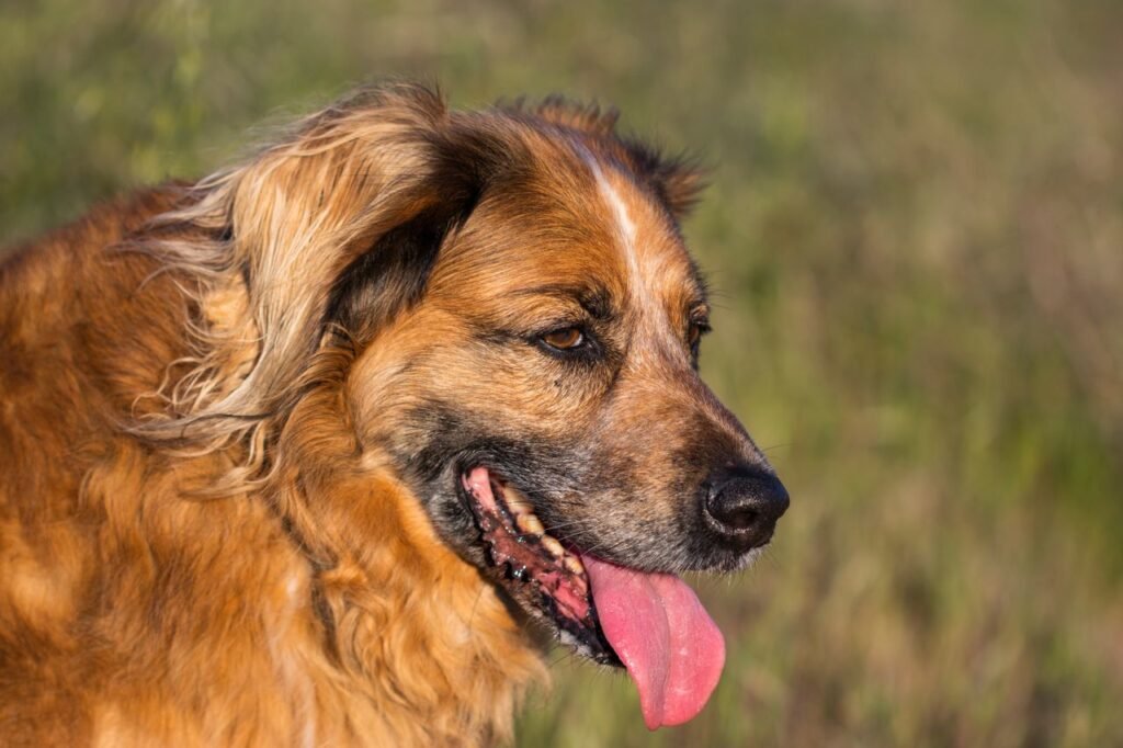 Vieux chien qui halète beaucoup avec la langue sortie