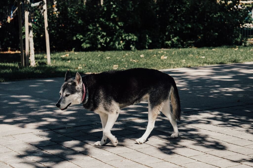 Vieux chien dont les pattes arrière faiblissent pendant une promenade